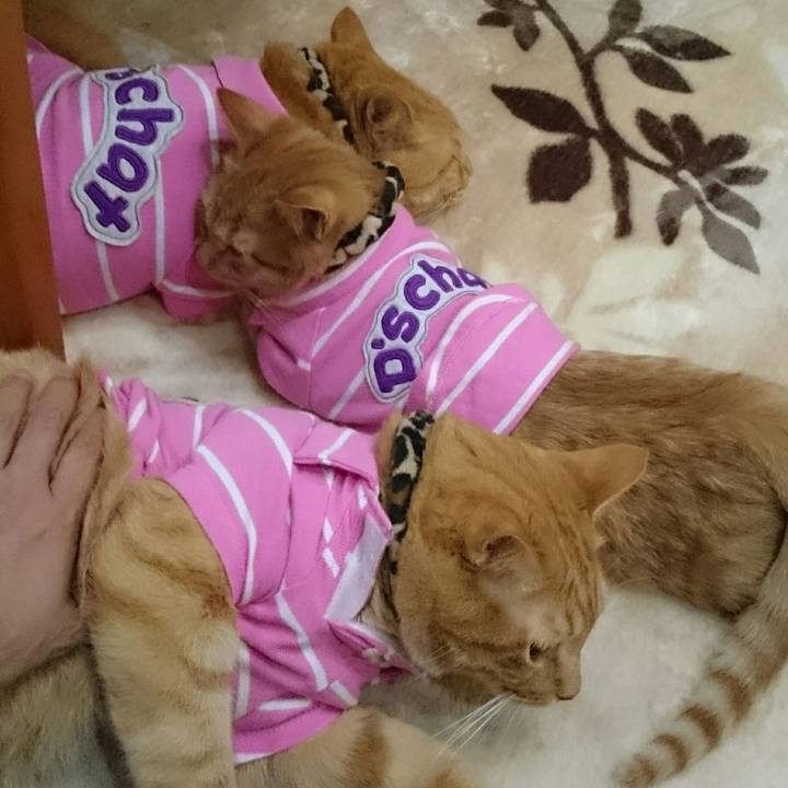 98834d51 1c10 4088 8c2e 12fc8e9eb072 1543152046045