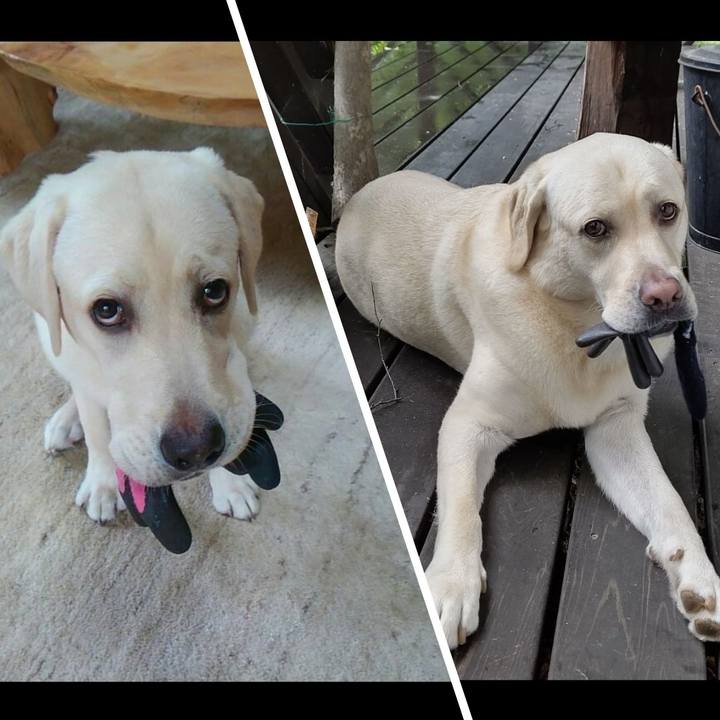 9886d5a1 c7ca 4b1b 9a21 6ba3f3ccdd3a 1595731722804