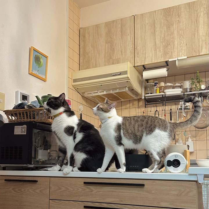 988a3109 e9c5 4ca9 b959 bc8b7f429272 1758549546548