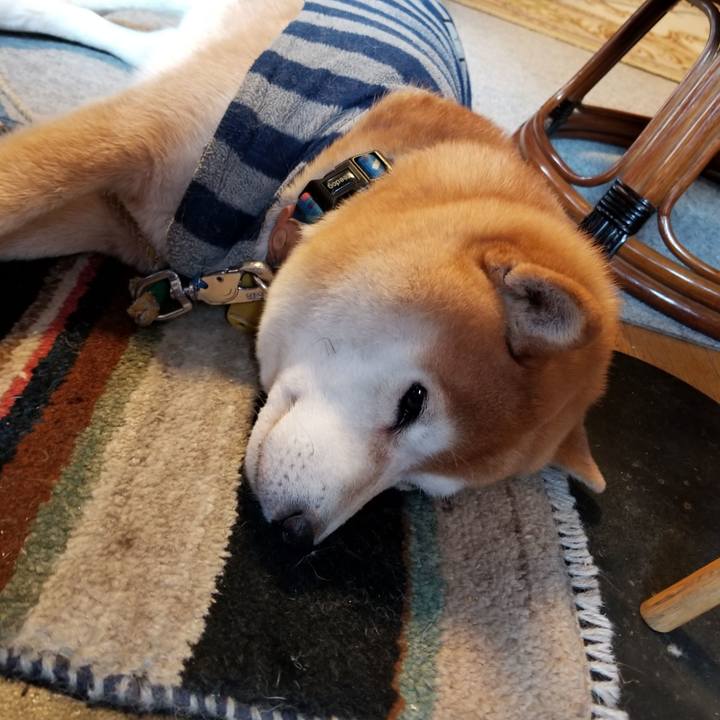 988a71b3 d982 4bf6 a36e 728eda1565f0 1577576688004