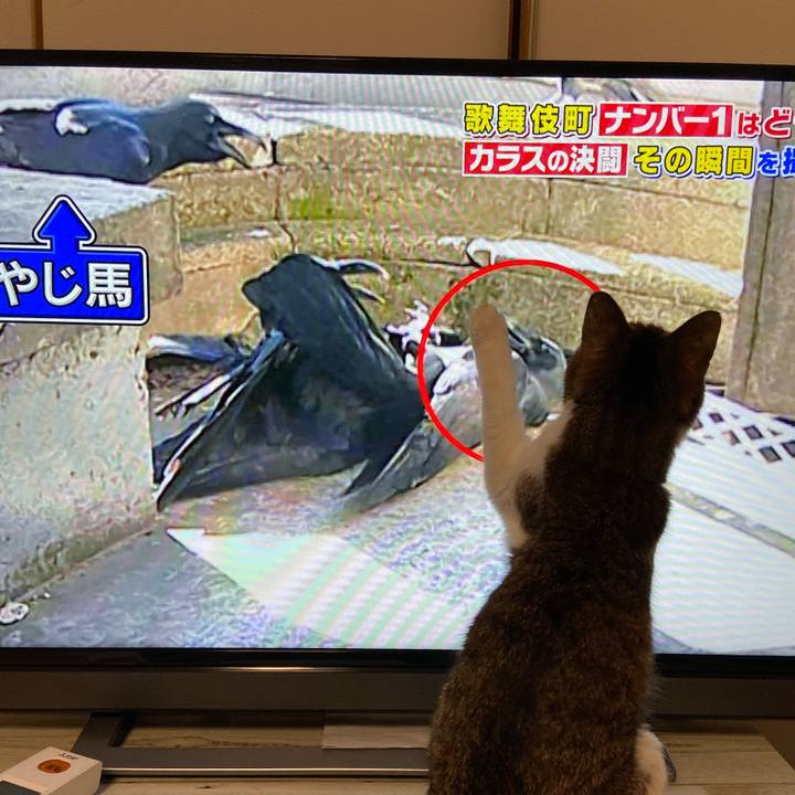 988e3e41 f947 4f04 8bff a36bbe36a4fd 1574162709361