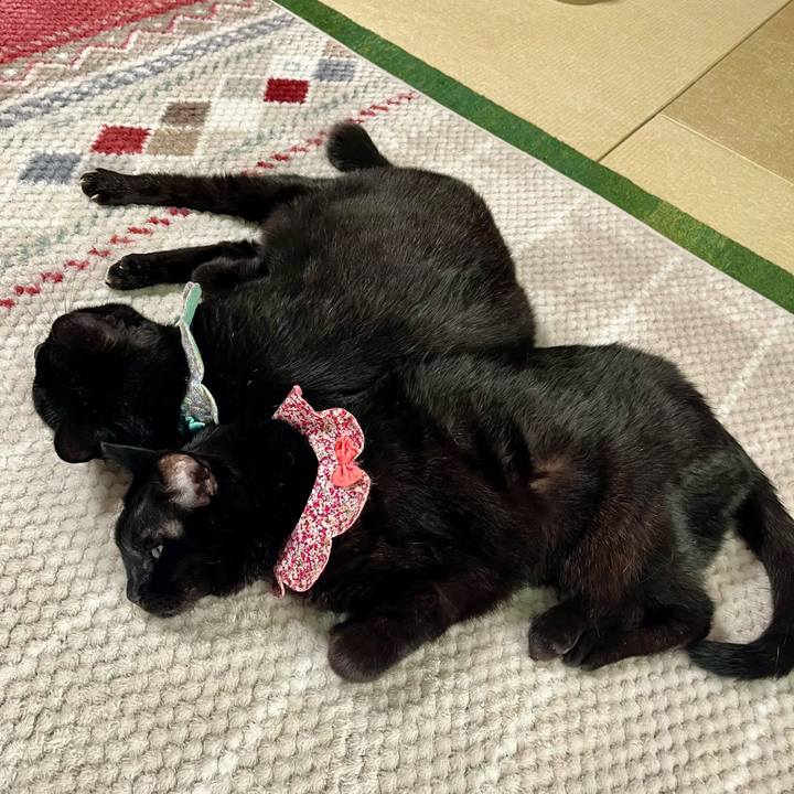 98923388 53f3 4ca3 afec 21d8c8da88ba 1737768439222