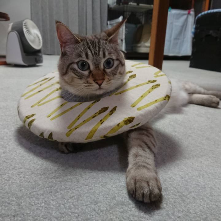 9892a5e8 5c3a 4deb b28d ef9e03874f3c 1561895602787