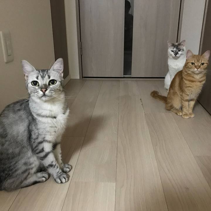 9896d7de 315a 44af a414 b33064aec089 1532871431244