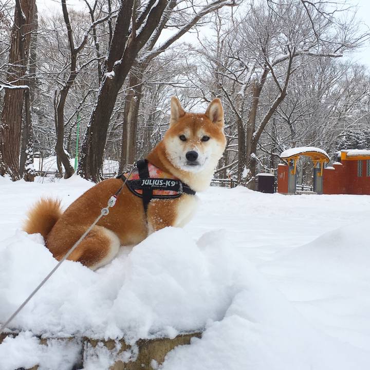 9898aa27 95e1 4da7 b8f6 1a80b1e24479 1513767704807