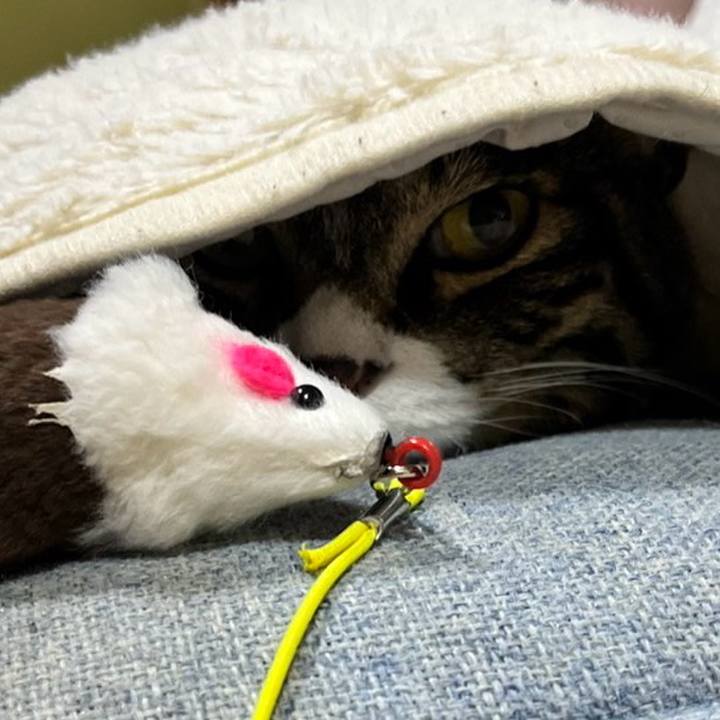 98a082cf 38fa 458b 9f81 e400cc2747a3 1771544837349