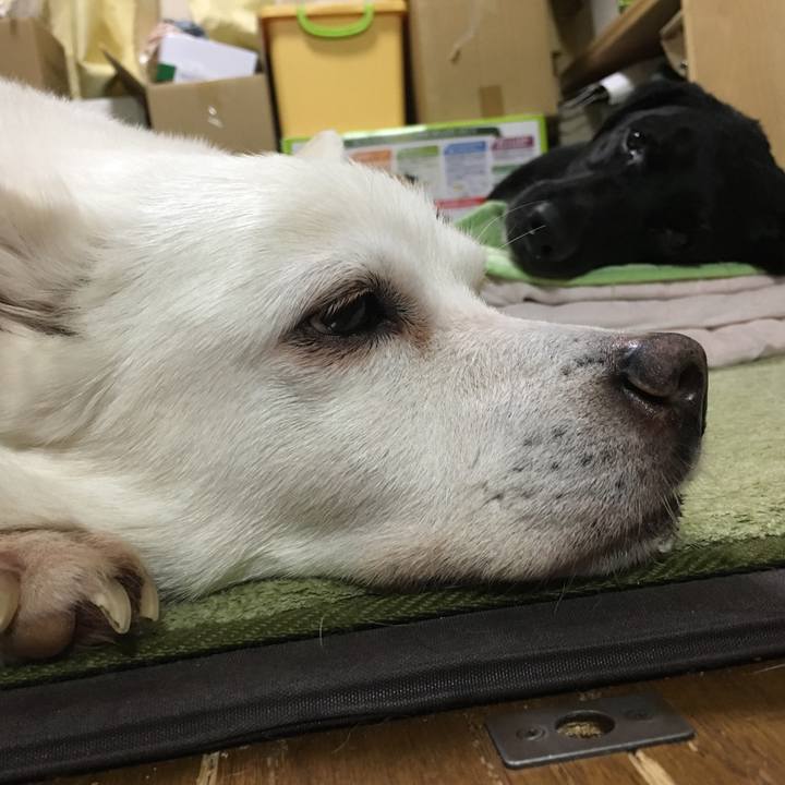 98a2bb5c de75 4cad 8f1e ef4d15e6bf36 1529501191535