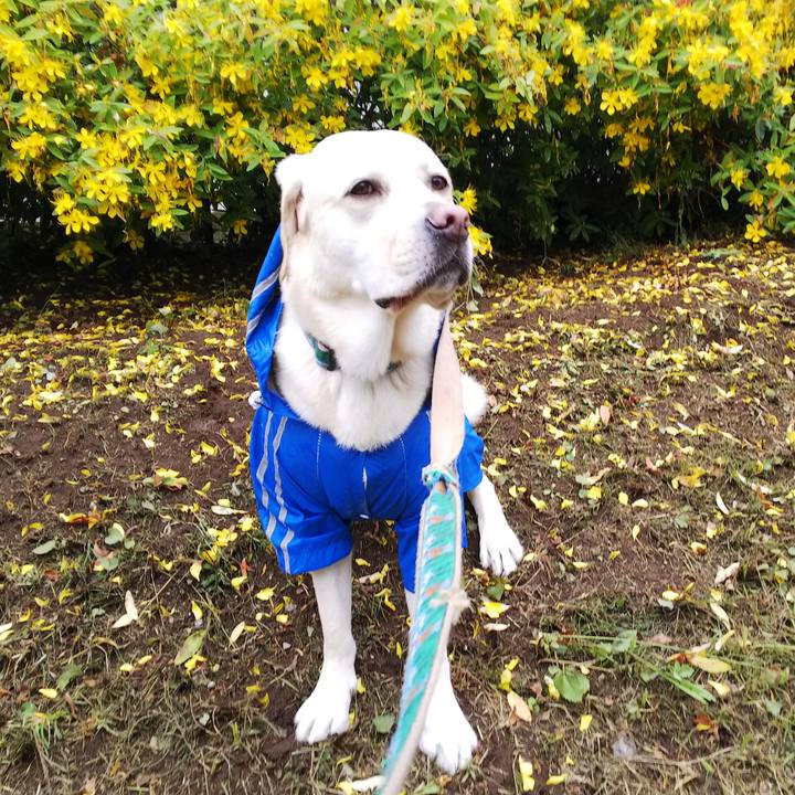 98a4059b 4dec 434a bea4 dbd25b4251be 1529117561915