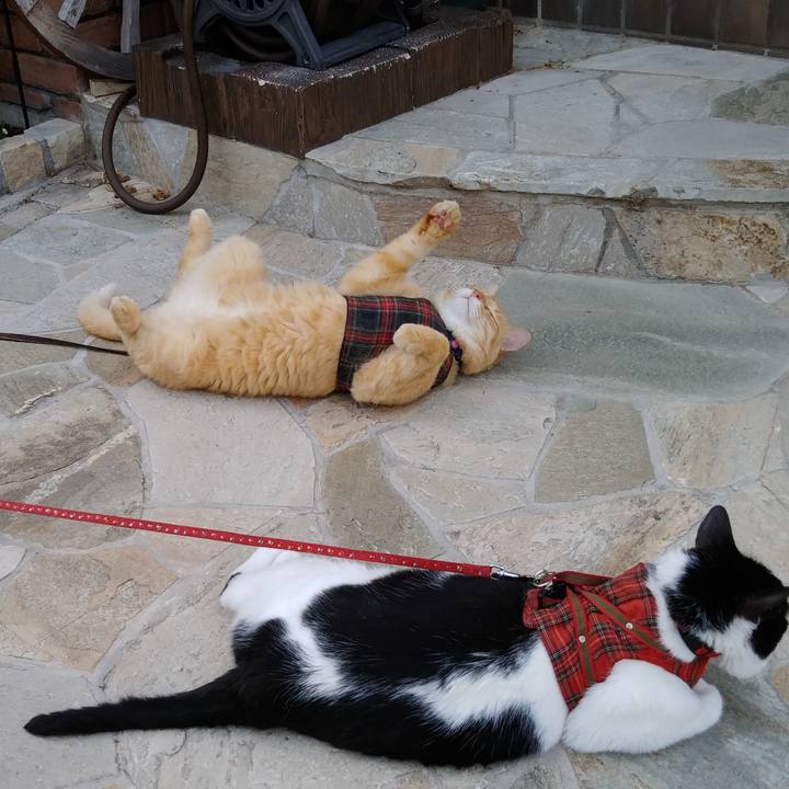 98a5bc48 52ca 4b7b b9f3 2719879a2752 1593242410740