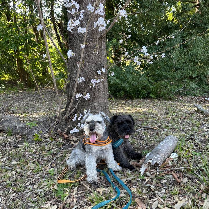 98a5e4a7 0299 4870 9494 37fde4d78227 1711867610532