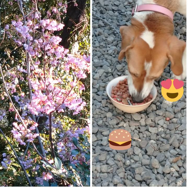 98a67a11 f623 4d90 9a18 822fe3fc8ee3 1585129033019