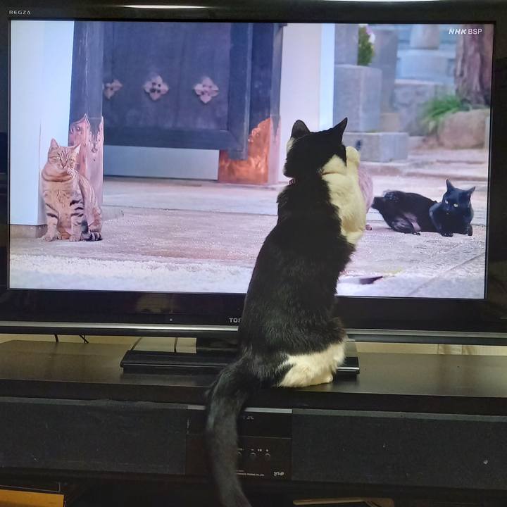 98a955a2 7503 4f38 a370 54529e97a754 1628339125866