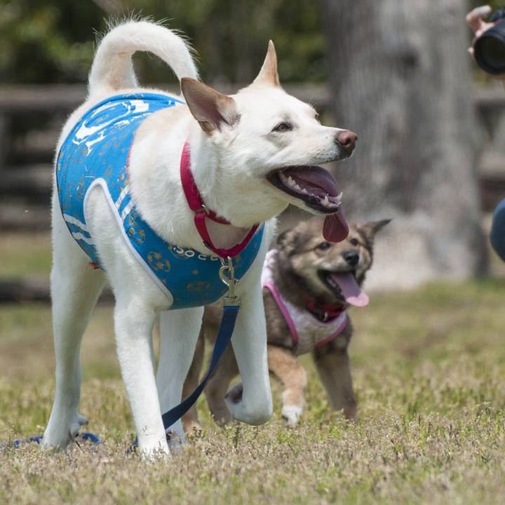 98aa0b5c 6785 4492 85cf 24b244f200cd 1524394944056