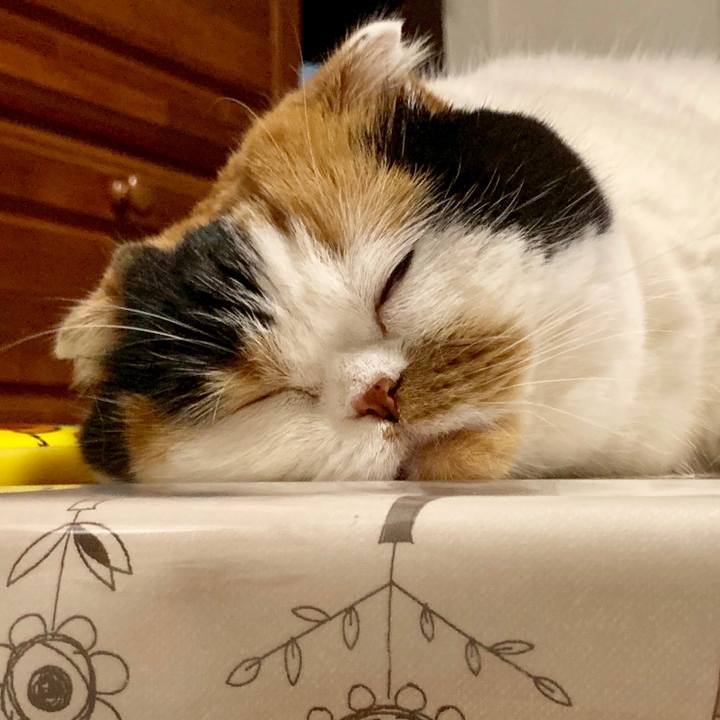 98ae033a 922d 43f9 b97c 6b06153dea6b 1565003086825