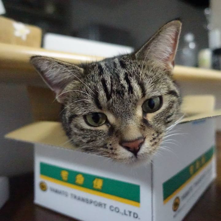 98ae1373 e45f 4040 95c0 e42d659aa82d 1534907533817