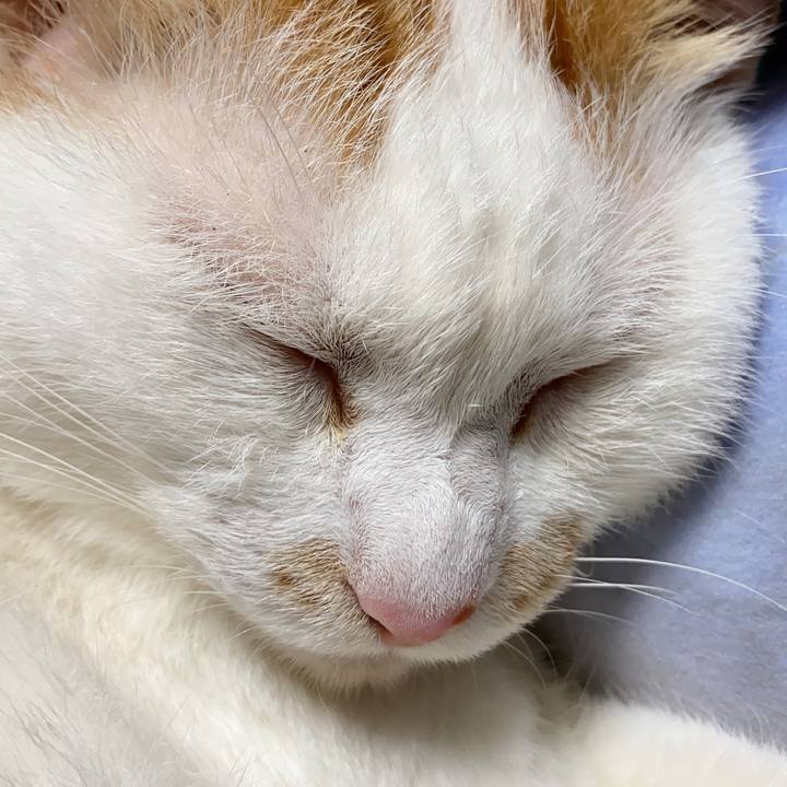 98b13c66 ad7d 4ca8 87c2 a7bf320ffc3d 1599486768898