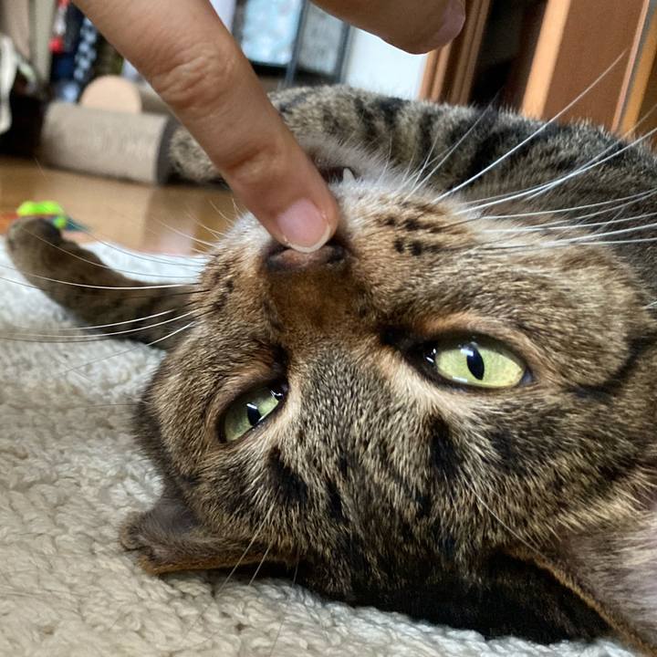 98b2b3fe 0686 4e53 b8d8 18244cf9893d 1595742140515