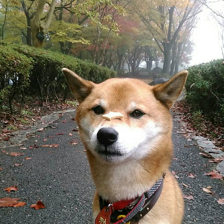 98b3d96e 3584 493a 8e86 c9b7e169721c 1574639952507