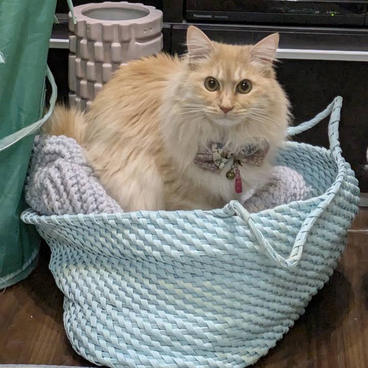 98b8ce0a fe99 4c40 890a f23f187f55c3 1771850921888