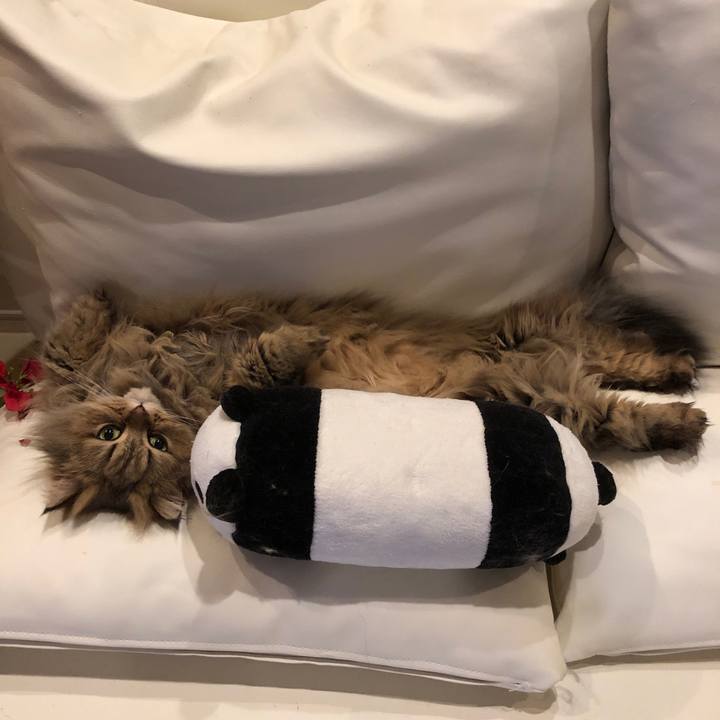 98bbf06b 7fa2 41b1 8ecb 96283871f0ab 1550359454469