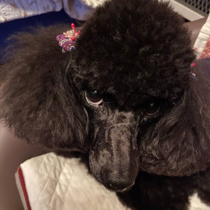 98bdf998 0b45 43ed 8523 51751c1d39b6 1577710896471