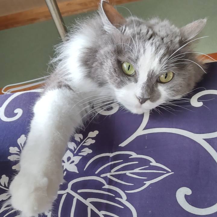 98beaeea 28d3 4387 bc60 f56e84121d40 1747548621889