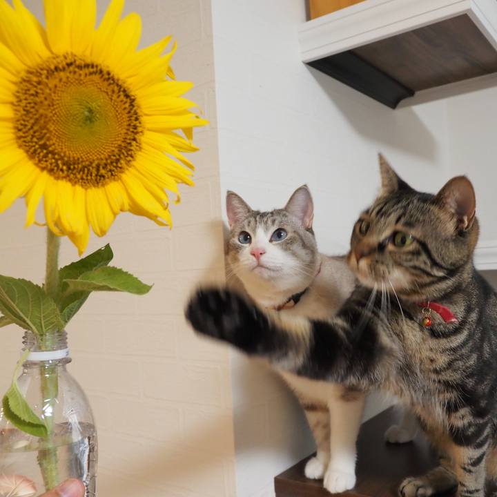 98bfe693 4de4 4e95 a2dd 618e0d1122c7 1597365104123