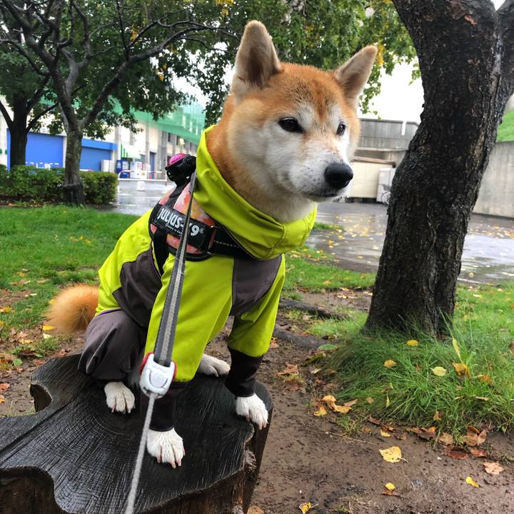 98c095df 7b0b 4f94 9210 5ee7134f56cb 1570151343131