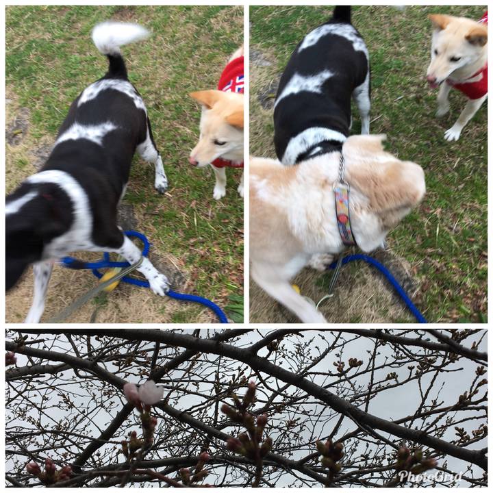 98c2e920 5007 4d7a 83cb 5cd69059422e 1521454370460