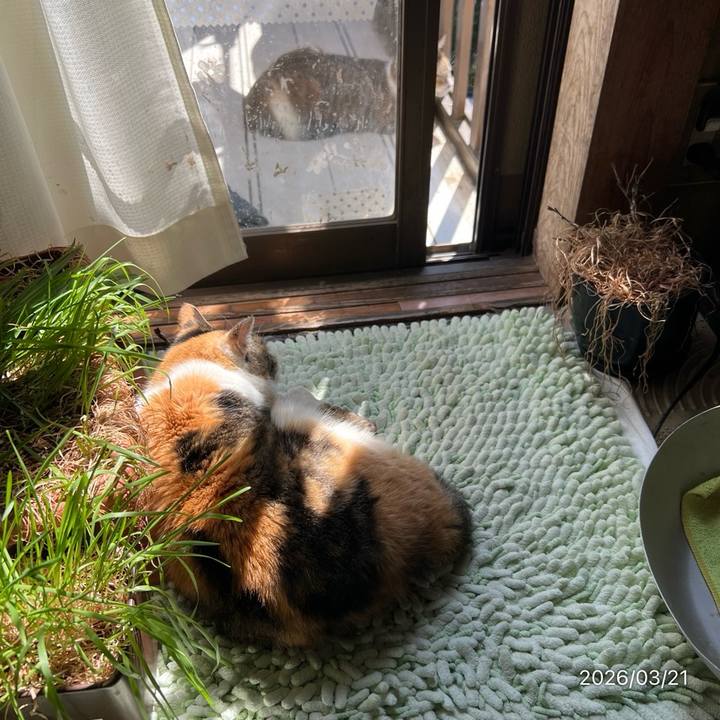 98c4e28b f393 4b4a a5b4 e7b3418b9033 1774059390424