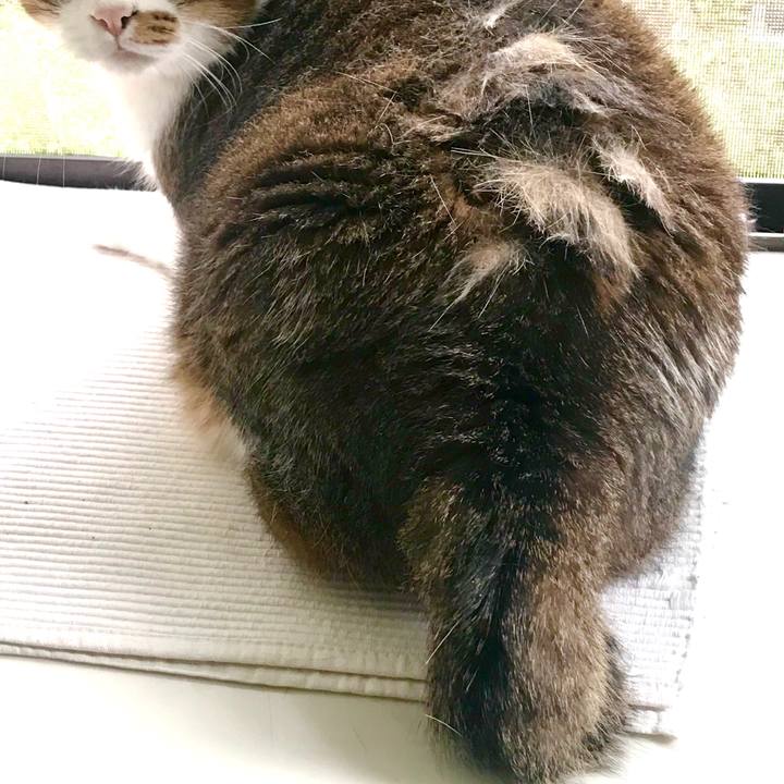 98c4f51f d314 422e bb2e 354ddf0ac50a 1599965918656