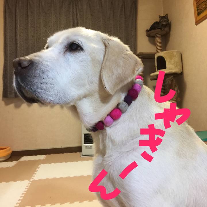 98c60b43 aaf5 497d 8897 7a32a7104e06 1511523534273