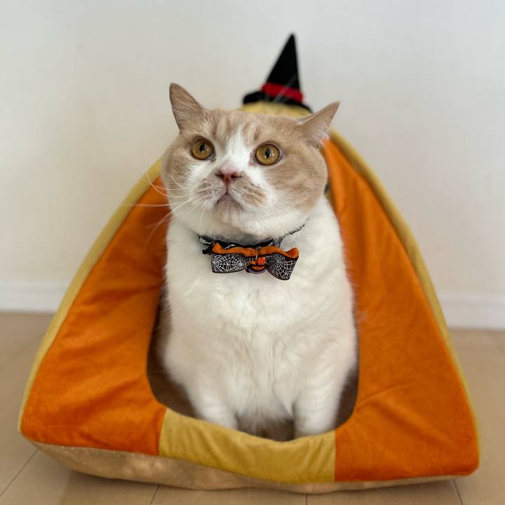 98c7cd91 ba6e 4f7d 83f1 d66124ab32a0 1698732438417