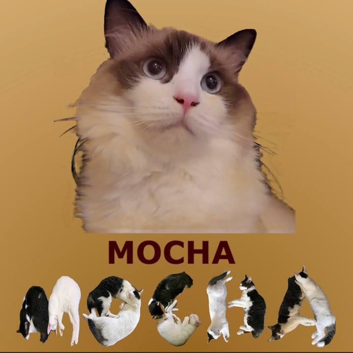 98cba37f cdf4 4aa5 bfd9 6ba212d4fc8b 1669508381469