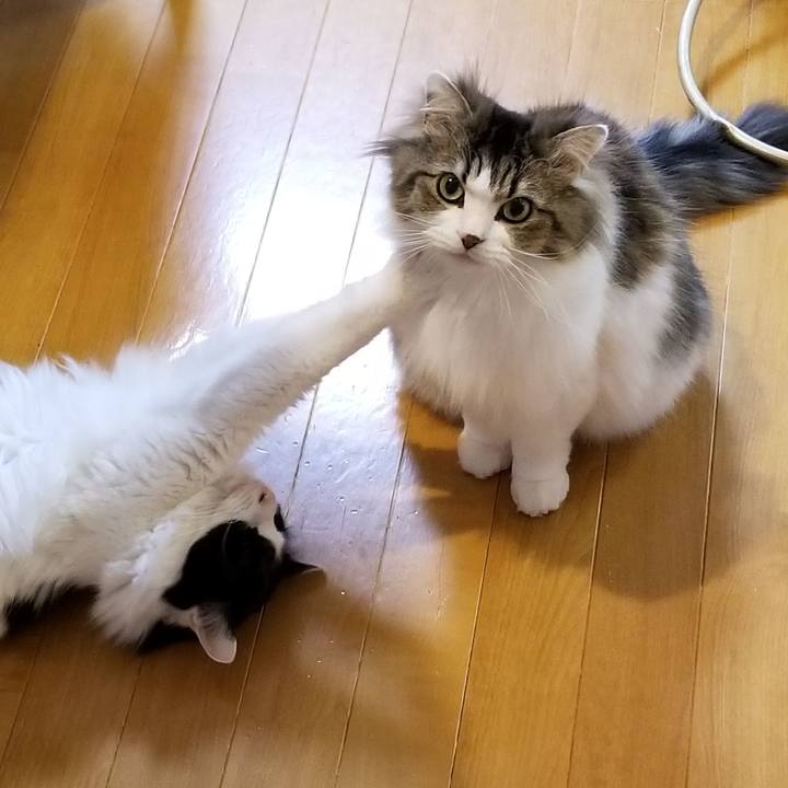 98cbc3a4 5f9e 4aad 980d 872625d00841 1554886500457