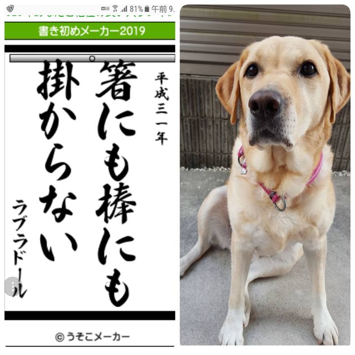 98cc3177 51d2 411d a8c0 dd6ec06d6933 1546926986285