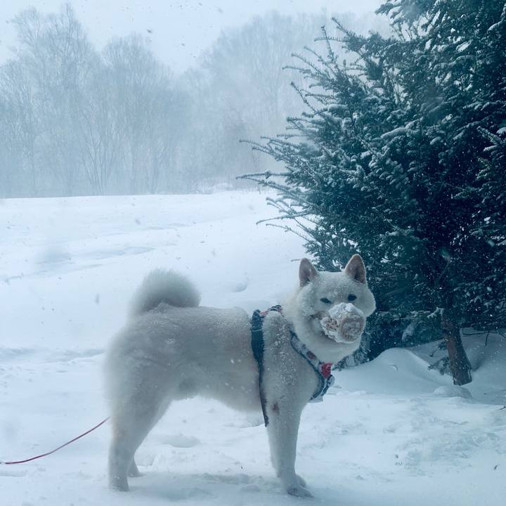 98cc7a38 00aa 427f 946d 5fb161ae9430 1613627457462