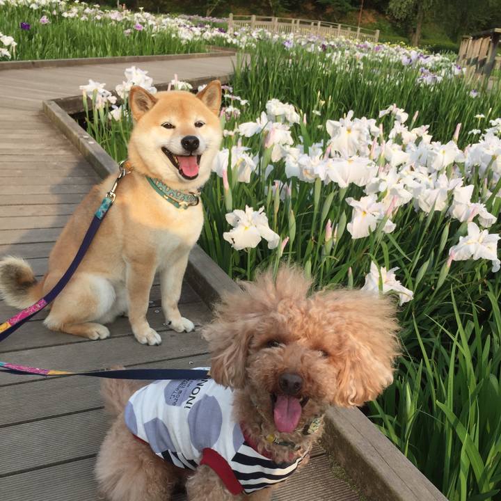 98cc8196 70b3 4d30 95c2 e333c91ff1ef 1527424262933