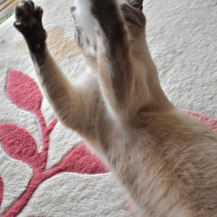 98ce5e61 b0db 4c61 8c78 5bea9846e26f 1524375073385