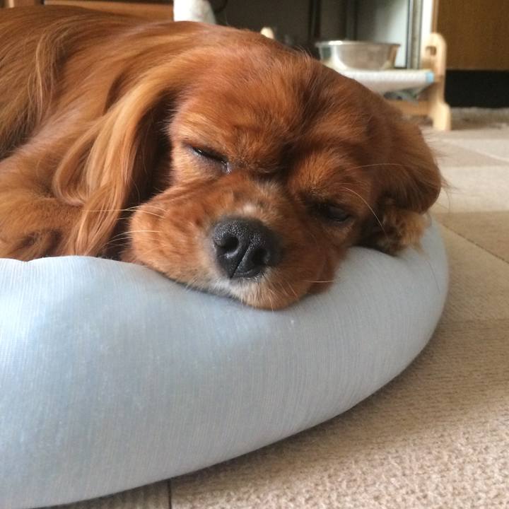 98ceea2c 2221 4a33 83d8 39dbcf6ea984 1559132222731