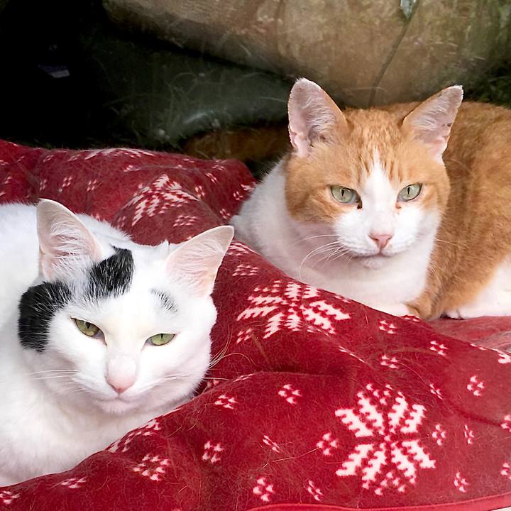 98d46fea d242 416e b126 50e2e46853fc 1593065349305