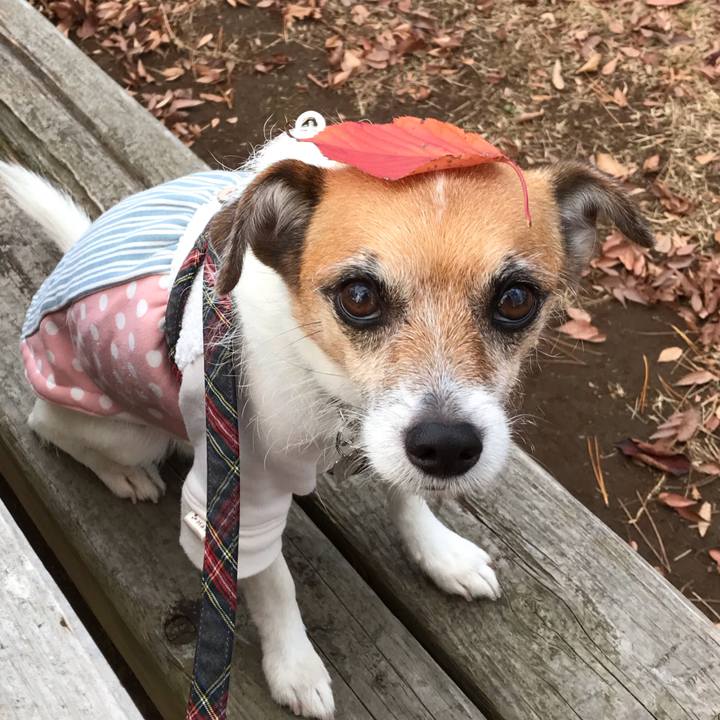 98da18a5 af81 48bd be09 9faf8931ad96 1544000796576