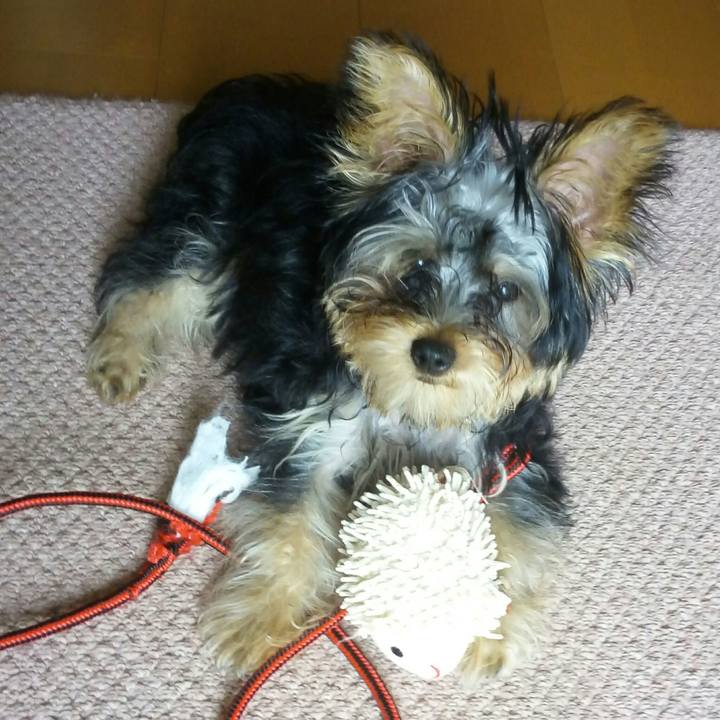 98dc8601 f61e 40cd 8b6f 96a8455ac072 1531901731752