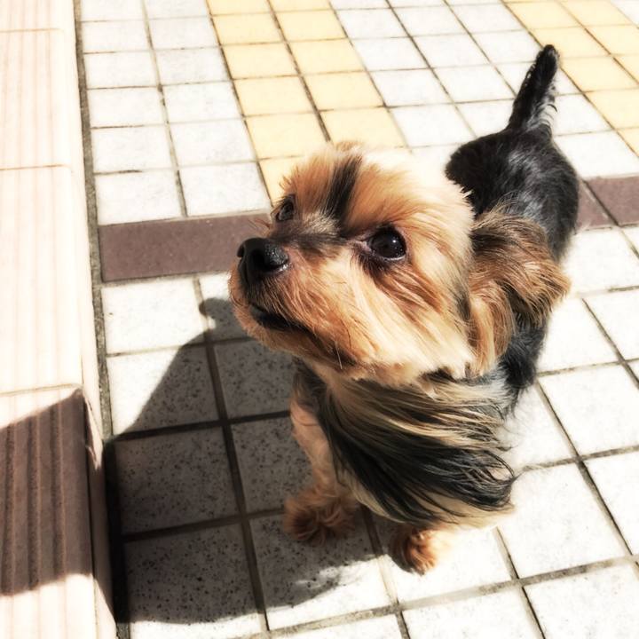 98dcbfca a767 48a3 973a 4e7792c0eea7 1508727111643