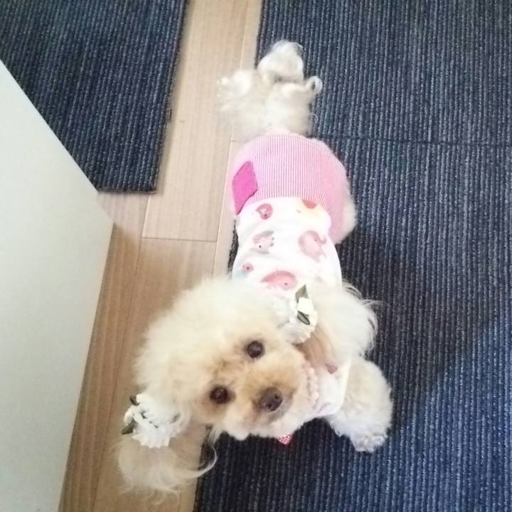 98de07b8 2ea1 4b4a 836b ae58c9839684 1559296614401