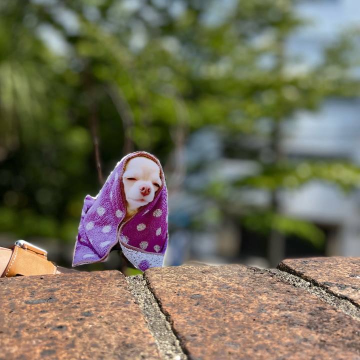 98de76d2 2355 42bf 821d d482f2f3c218 1653632782103