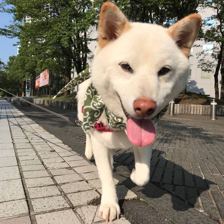 98e19048 c351 49b4 a718 c218299cab9b 1533943406473