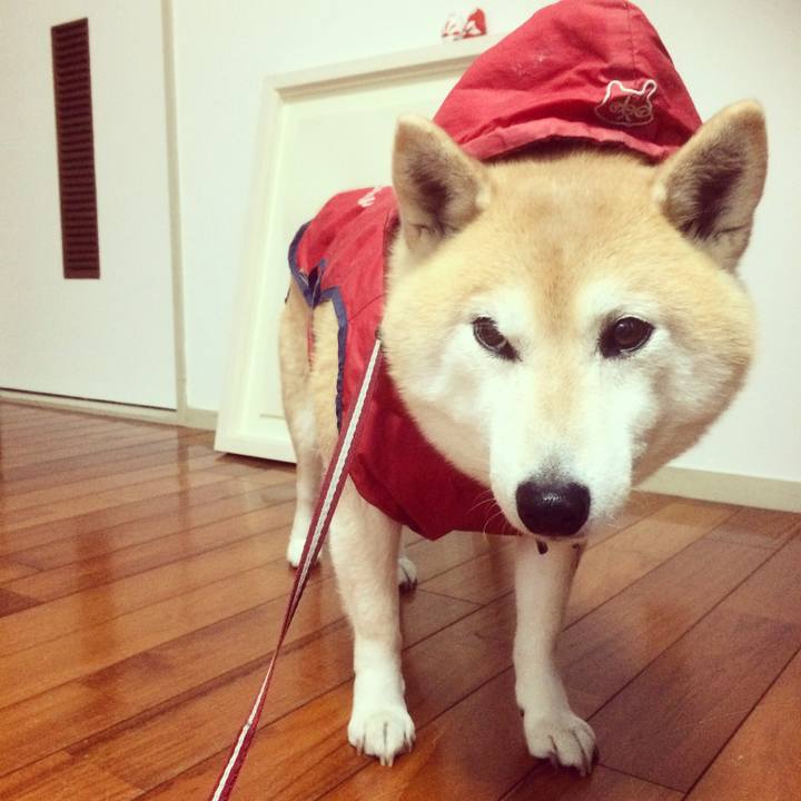 98e2e604 3a63 4bd5 8243 94f2ee2fdeae 1540695529051