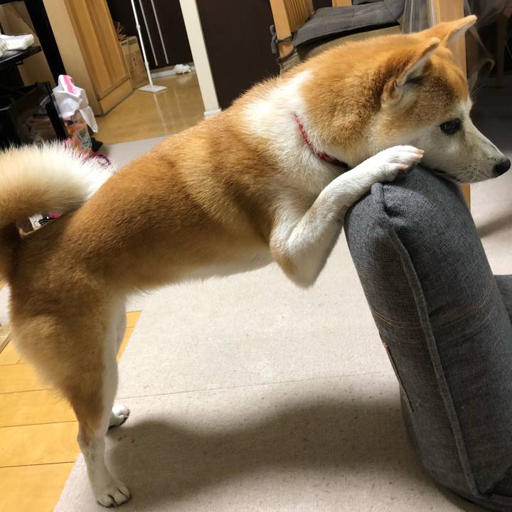 98e354d6 85af 4e7f 9632 b69534c21ced 1528625675560