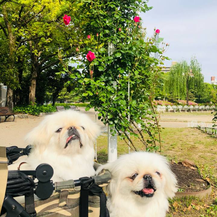 98e3f571 2a4d 4896 817c a4aea0c8d182 1619936541767